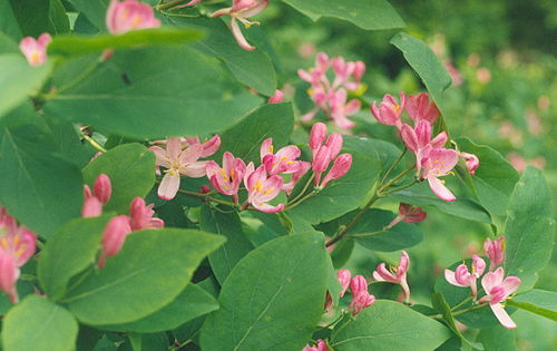 Lonicera tatarica